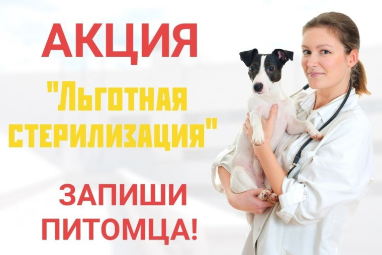 Льготная стерилизация (кастрация) домашних животных. Льготная стерилизация (кастрация) домашних животных.