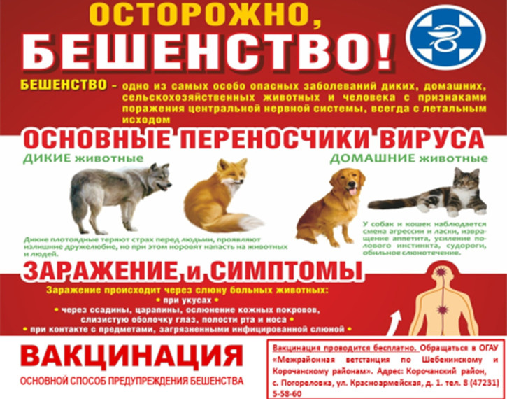 ❗❗❗ОСТОРОЖНО, БЕШЕНСТВО❗❗❗. ❗❗❗ОСТОРОЖНО, БЕШЕНСТВО❗❗❗.
